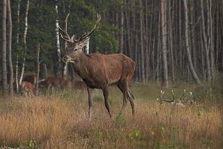reddeer