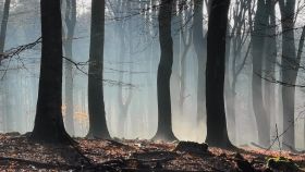 landschap