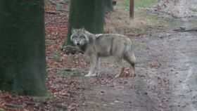wolf