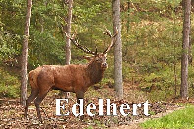 edelhert
