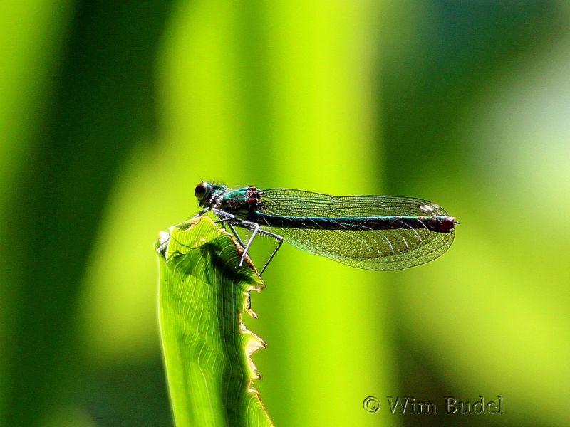 libelle