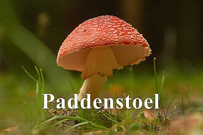 paddenstoel