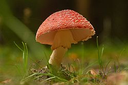 Paddenstoel