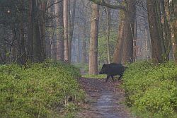 wild zwijn